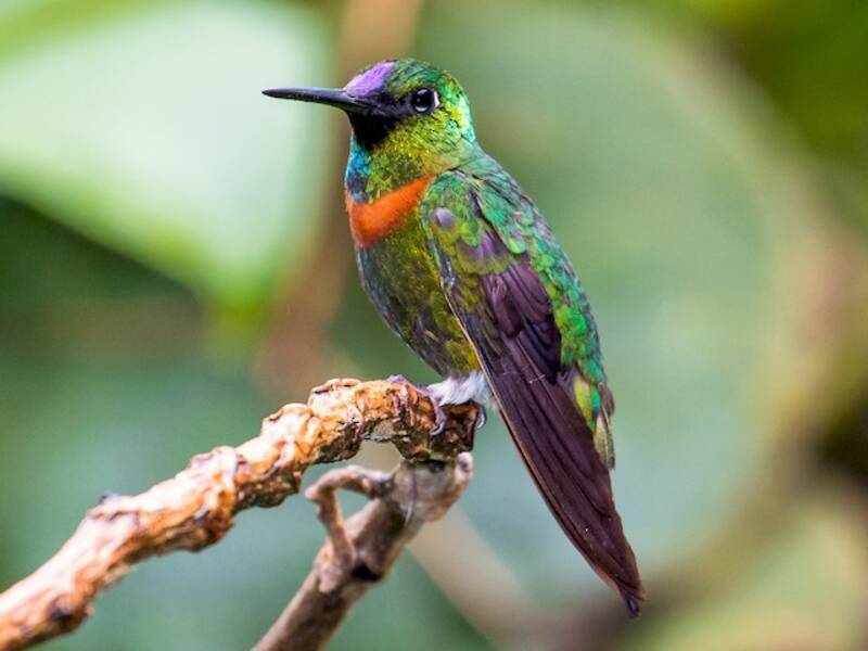Frontalino di Gould, Foto 2