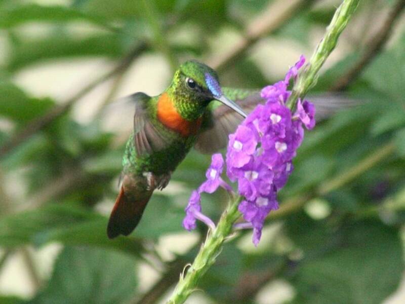 Frontalino di Gould, Foto 4