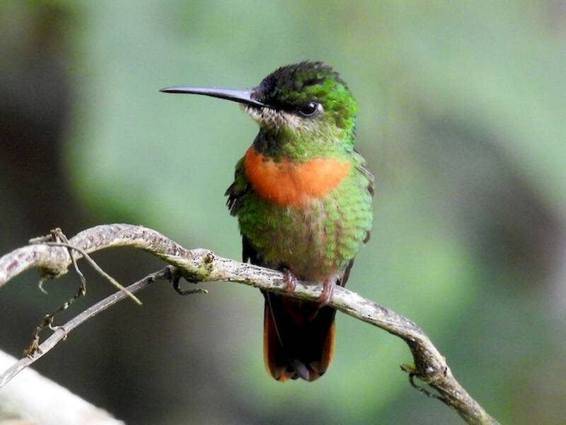 Frontalino di Gould, Foto 3