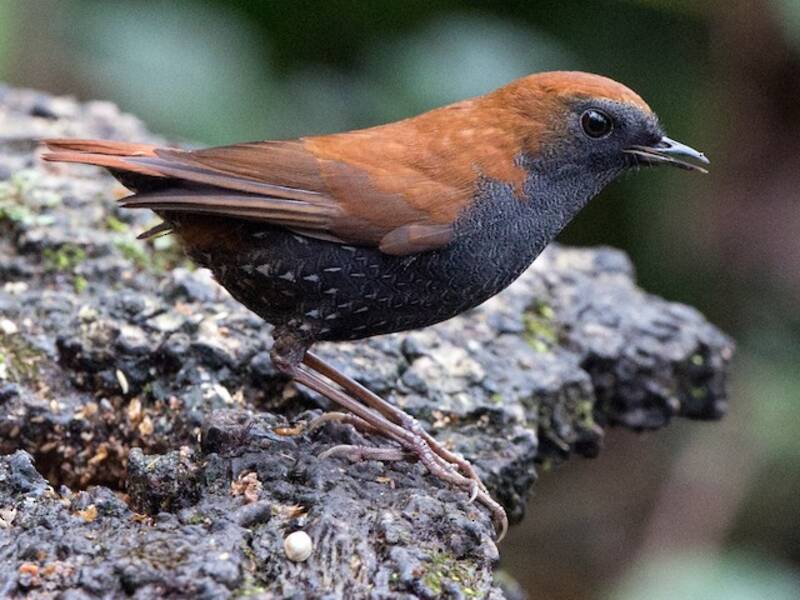Alacorto de Gould, Fotos 3
