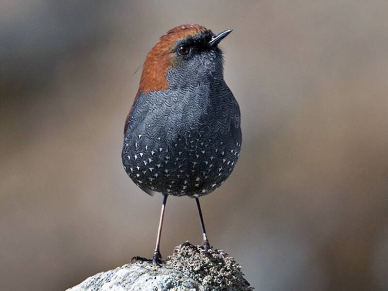 Gould's Shortwing