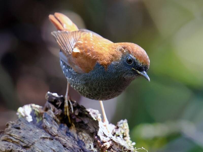 Alacorto de Gould, Fotos 2