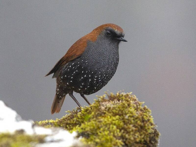 Alacorto de Gould, Fotos 4