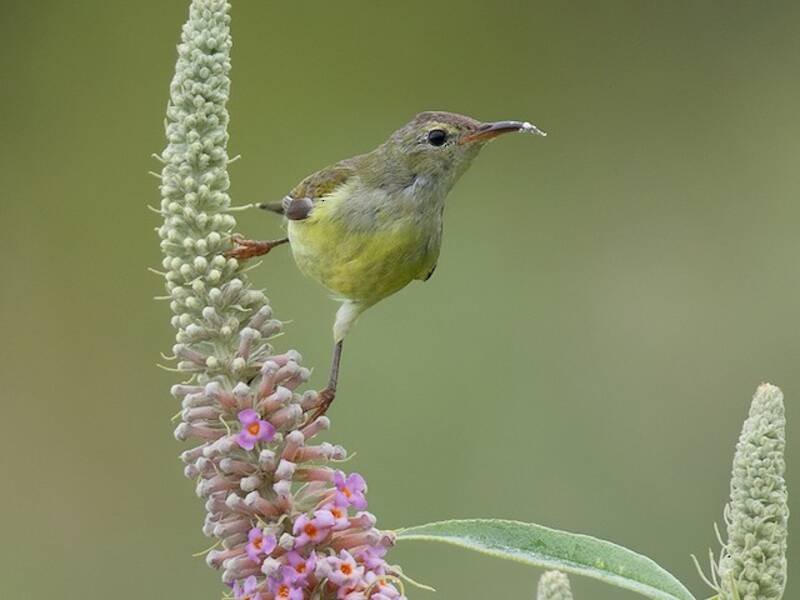 Gouldnektarvogel