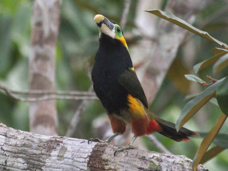 Tucanetto di Gould, Foto 4