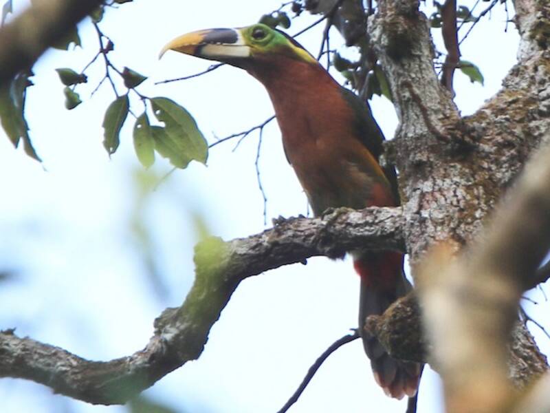 Tucanetto di Gould, Foto 3