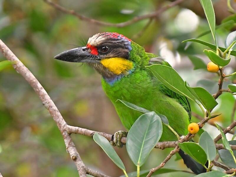 Gold-whiskered Barbet