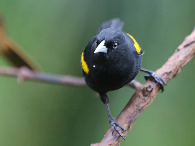 Golden-winged Cacique, Photos 3
