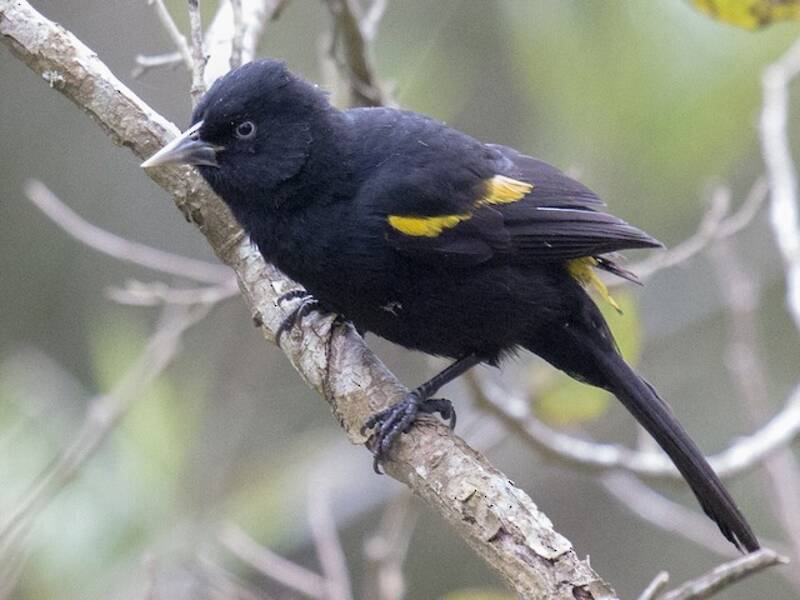 Golden-winged Cacique, Photos 2