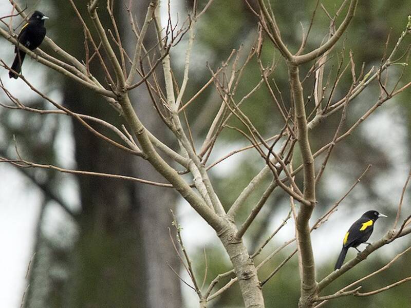 Golden-winged Cacique, Photos 4