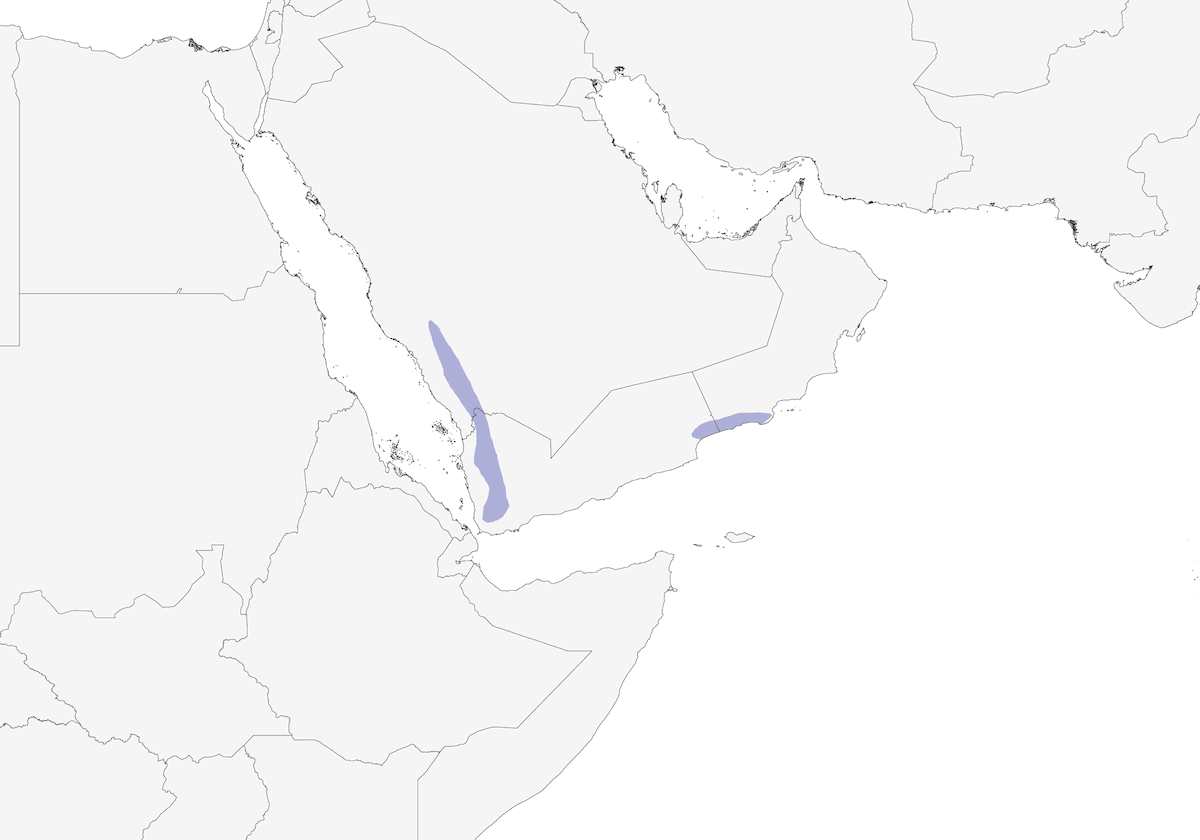 Araber-Kernschnäbler, Verbreitung 1