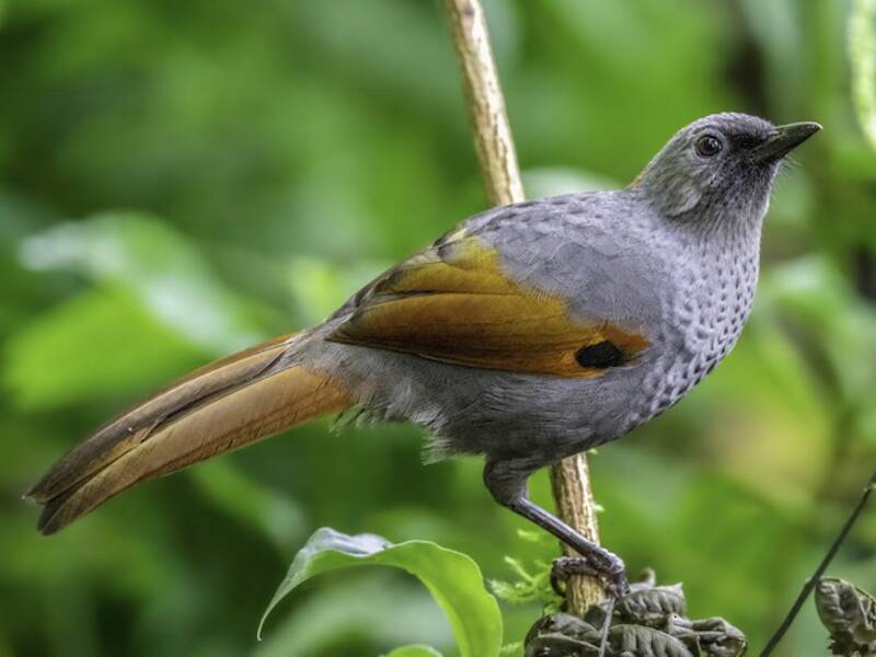 Golden-winged Laughingthrush