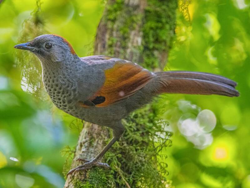 Golden-winged Laughingthrush, Photos 3