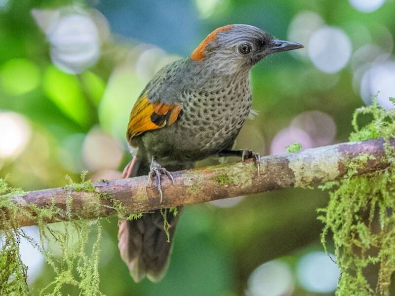 Golden-winged Laughingthrush, Photos 2