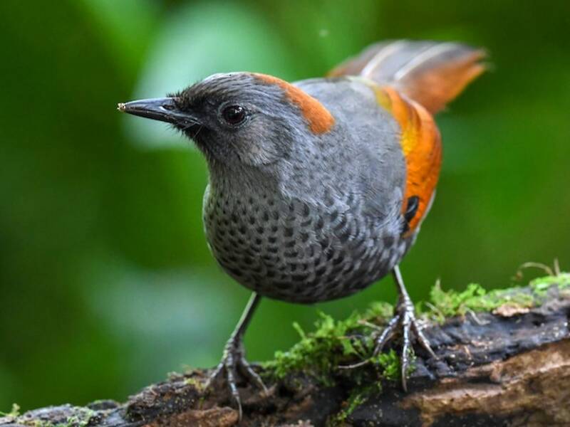 Golden-winged Laughingthrush, Photos 4