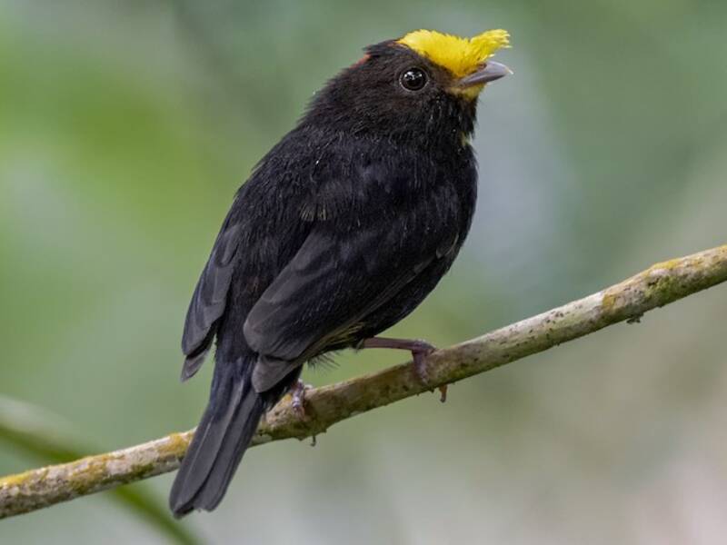 Manakin à ailes dorées
