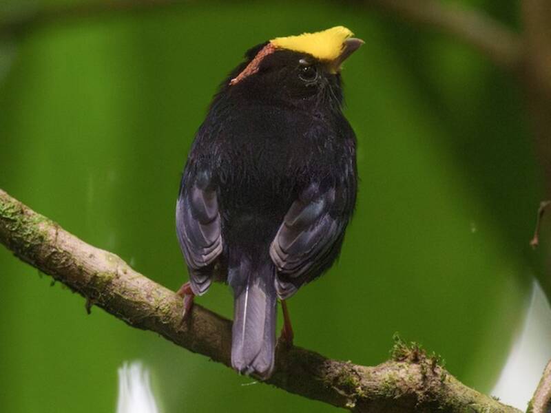 Manakin à ailes dorées, Photos 3