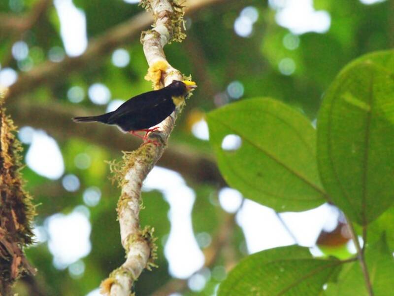 Manakin à ailes dorées, Photos 4