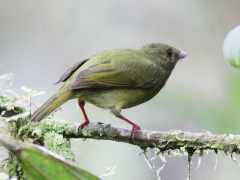 Manakin à ailes dorées, Photos 2