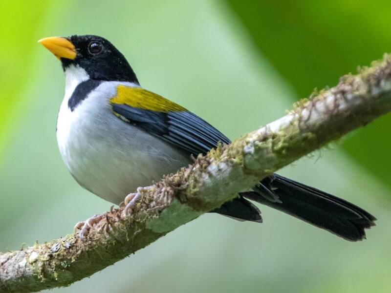 Golden-winged Sparrow
