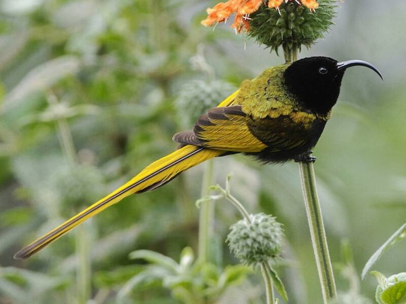Golden-winged Sunbird, Photos 3
