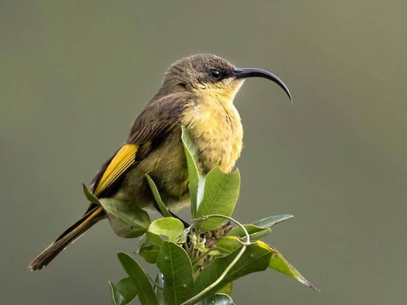 Golden-winged Sunbird