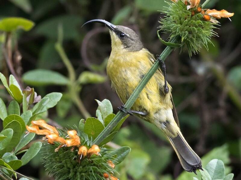Golden-winged Sunbird, Photos 2
