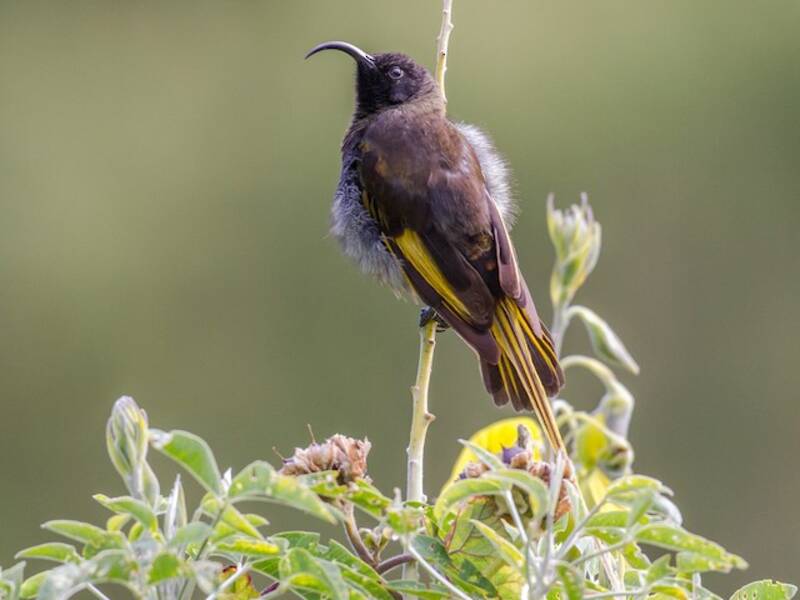 Golden-winged Sunbird, Photos 4