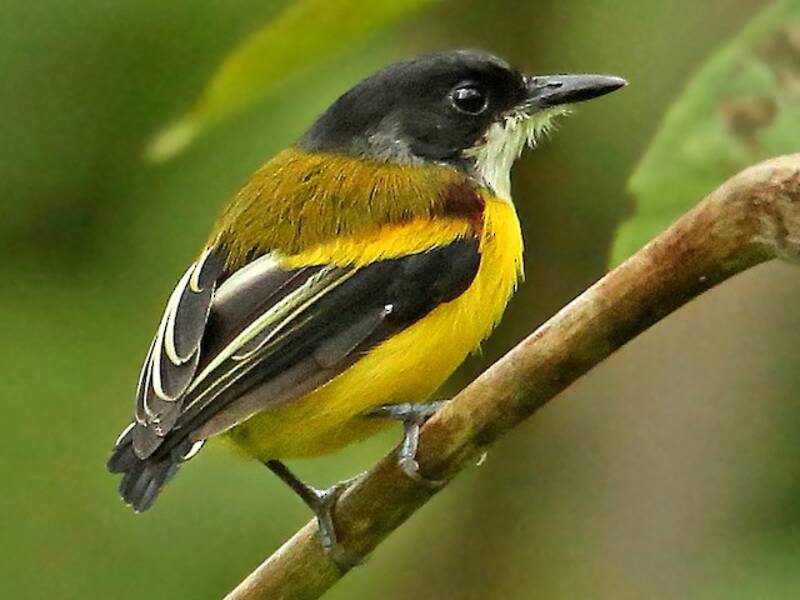 Golden-winged Tody-Flycatcher, 照片 3