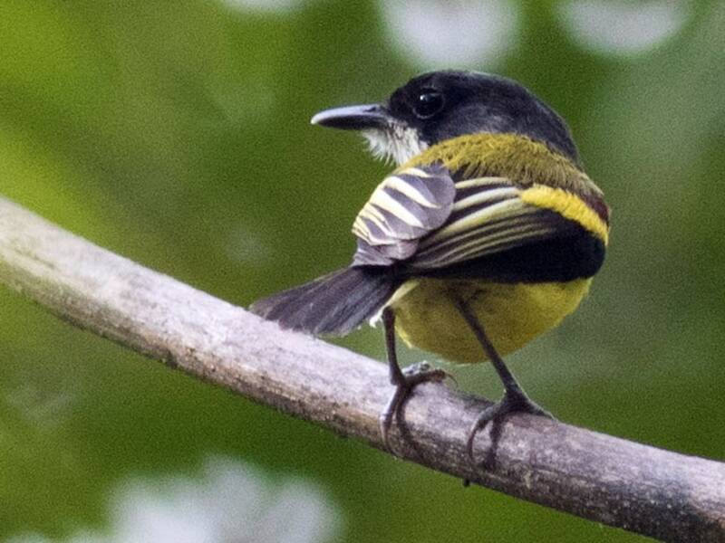 Golden-winged Tody-Flycatcher, 照片 2