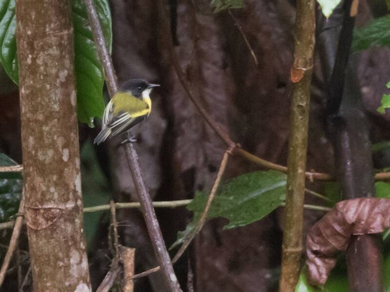 Golden-winged Tody-Flycatcher, 照片 4
