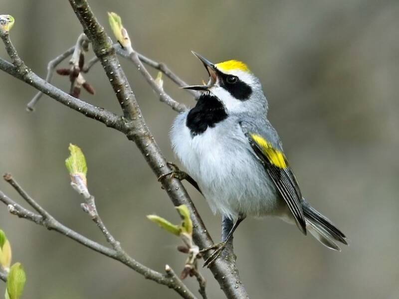 Parula dalle ali dorate