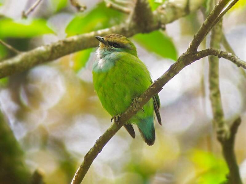 Picoancho de Grauer, Fotos 3