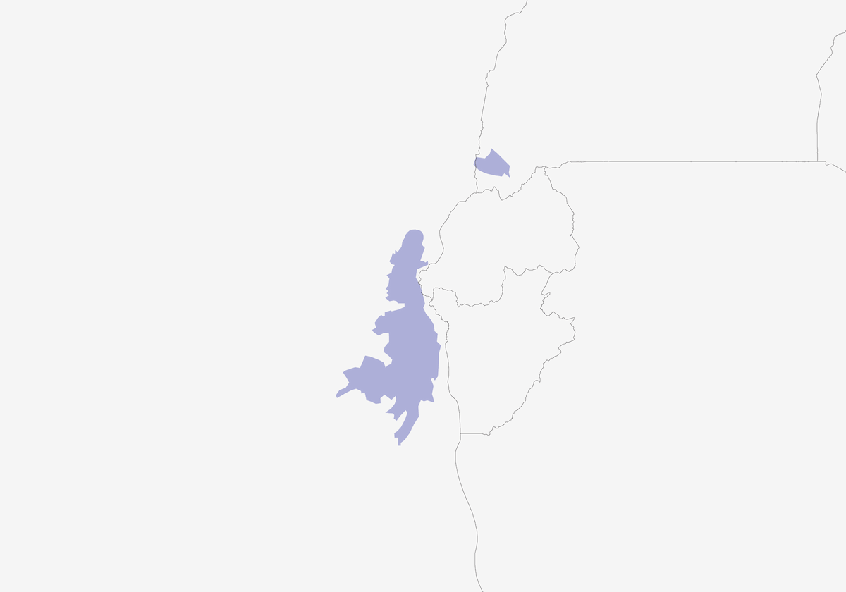 Picoancho de Grauer, Distribución 1
