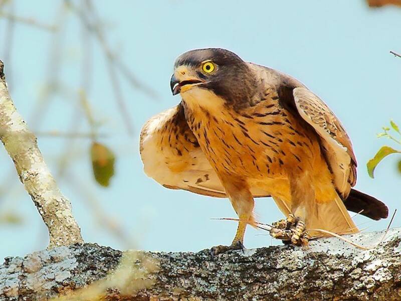 Grasshopper Buzzard, 照片 4