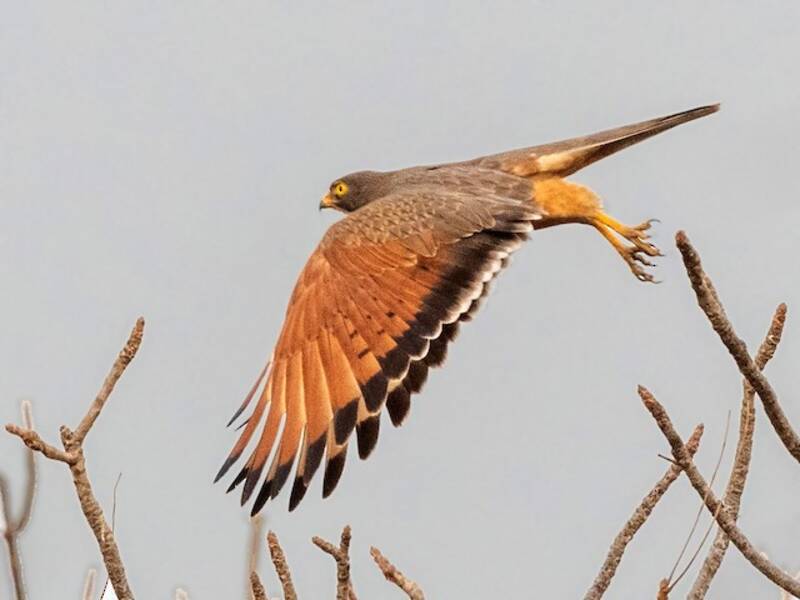 Grasshopper Buzzard, 照片 3