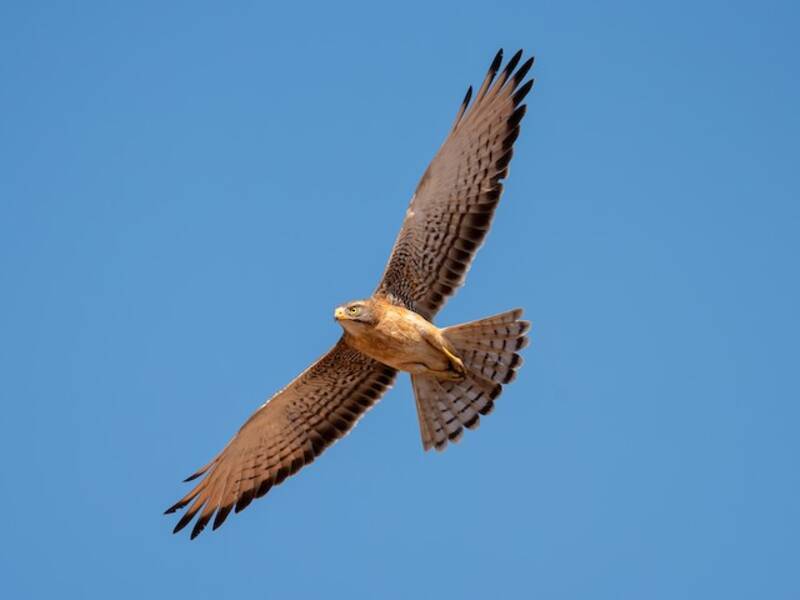 Grasshopper Buzzard, 照片 2