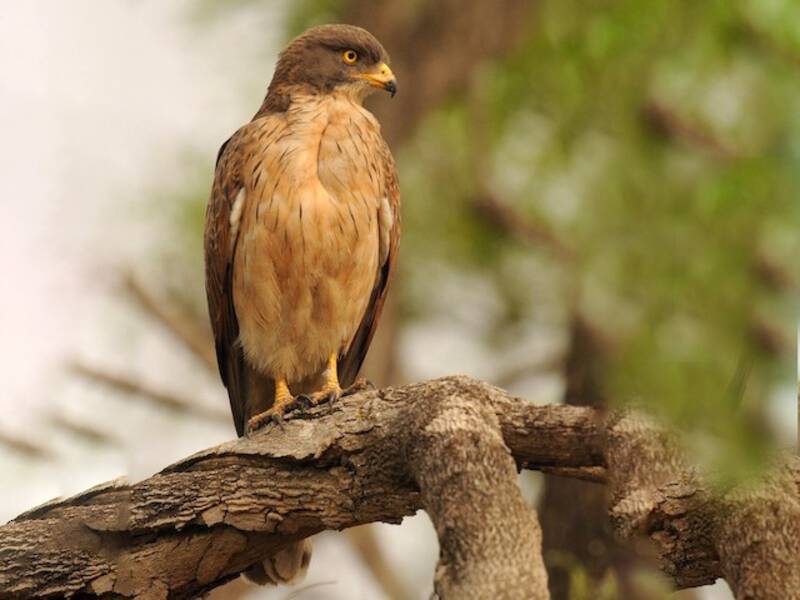 Grasshopper Buzzard