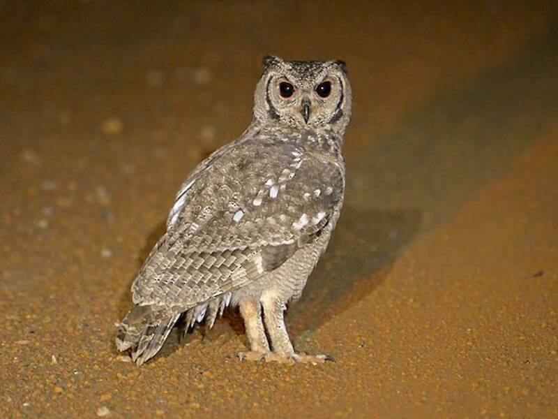 Grayish Eagle-Owl