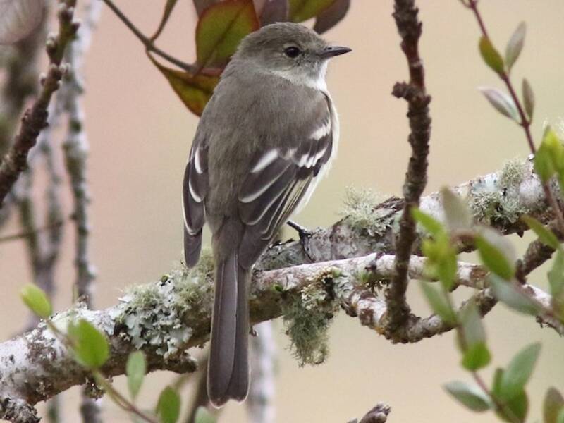 Greater Antillean Elaenia, Photos 4