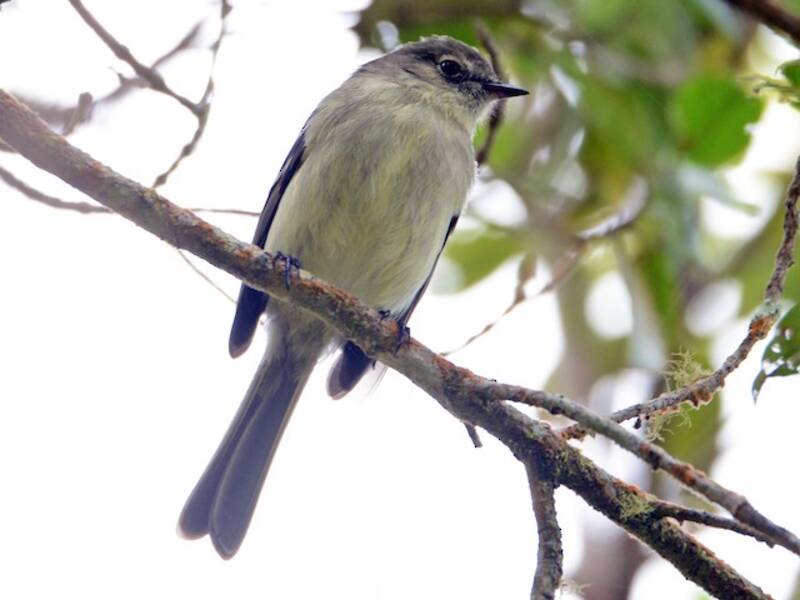 Greater Antillean Elaenia