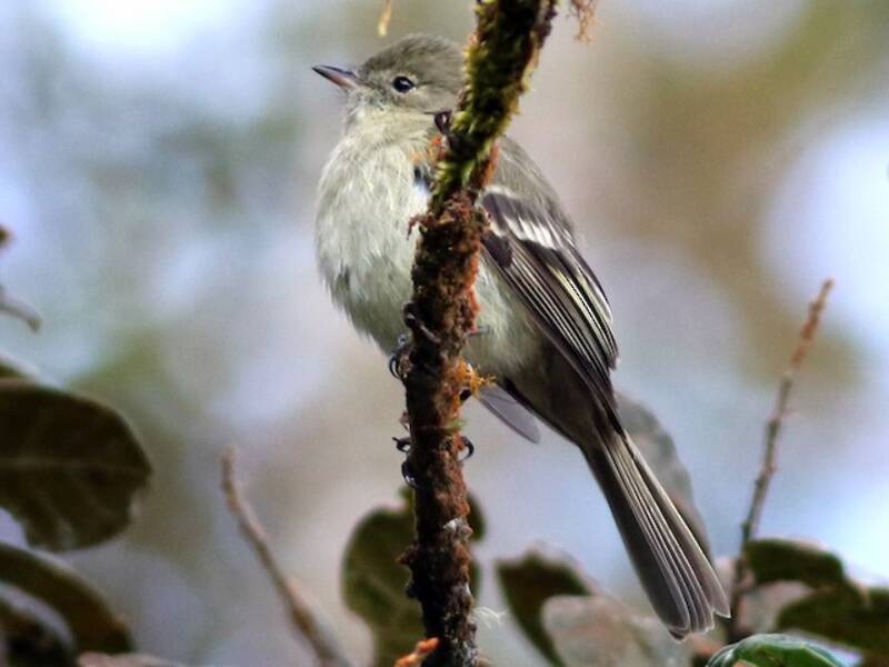Greater Antillean Elaenia, Photos 2