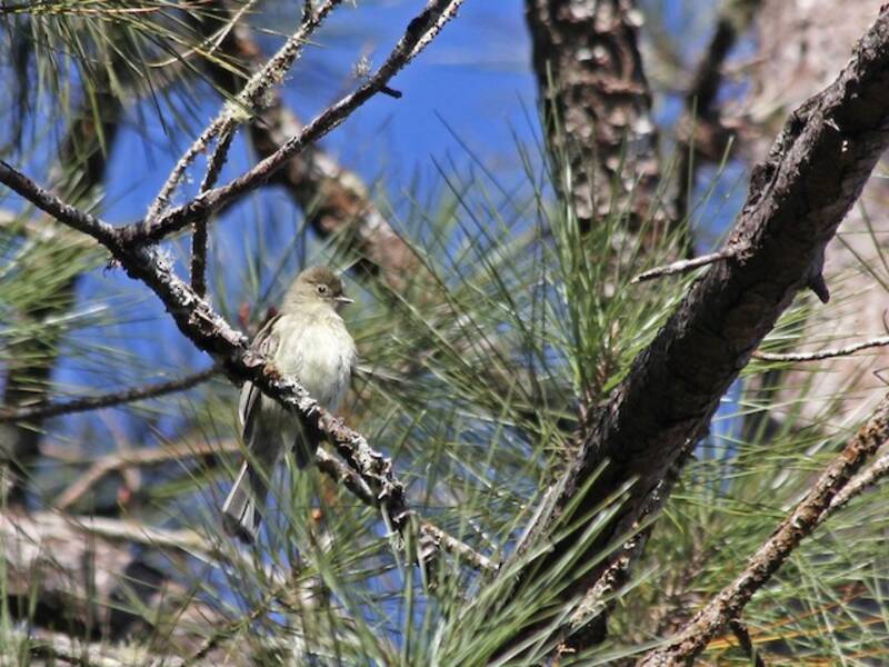 Greater Antillean Elaenia, Photos 3