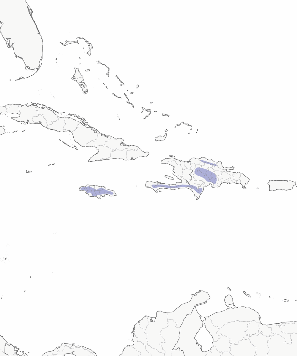 Greater Antillean Elaenia, Distribution 1