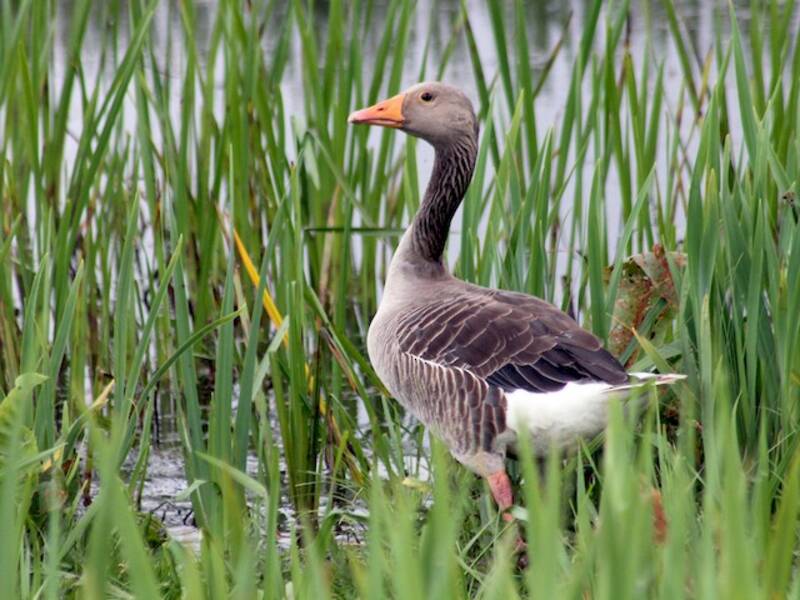 Graylag Goose (Anser anser)