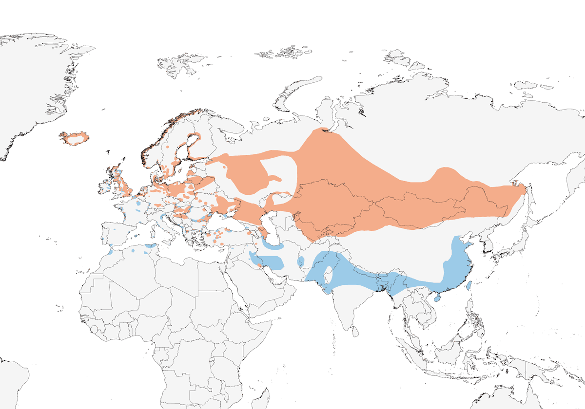 Oca selvatica, Distribuzione 1
