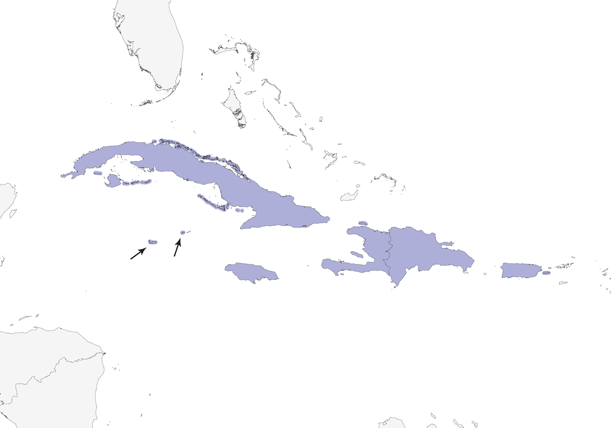 Gracula delle Grandi Antille, Distribuzione 1