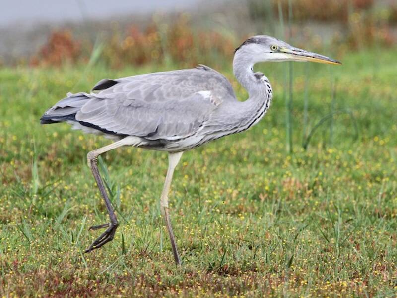 Gray Heron (Ardea cinerea)