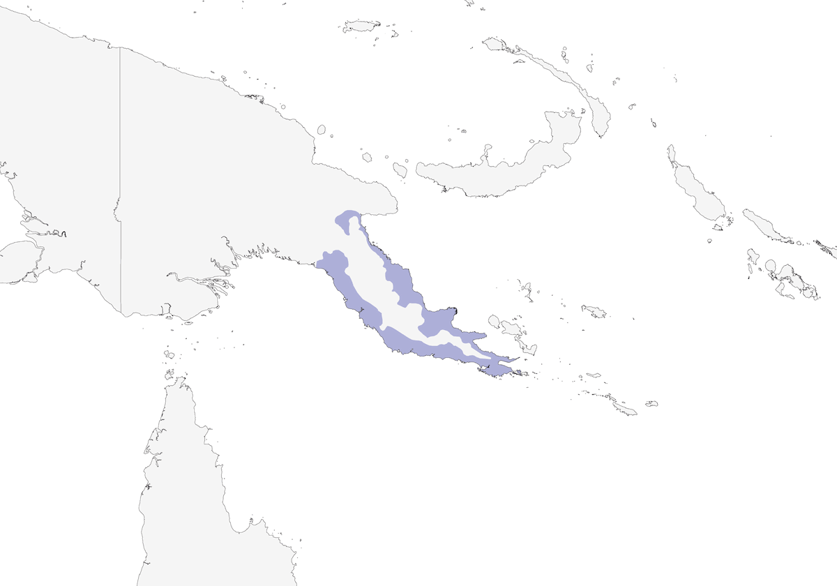 Melifago elegante, Distribuzione 1