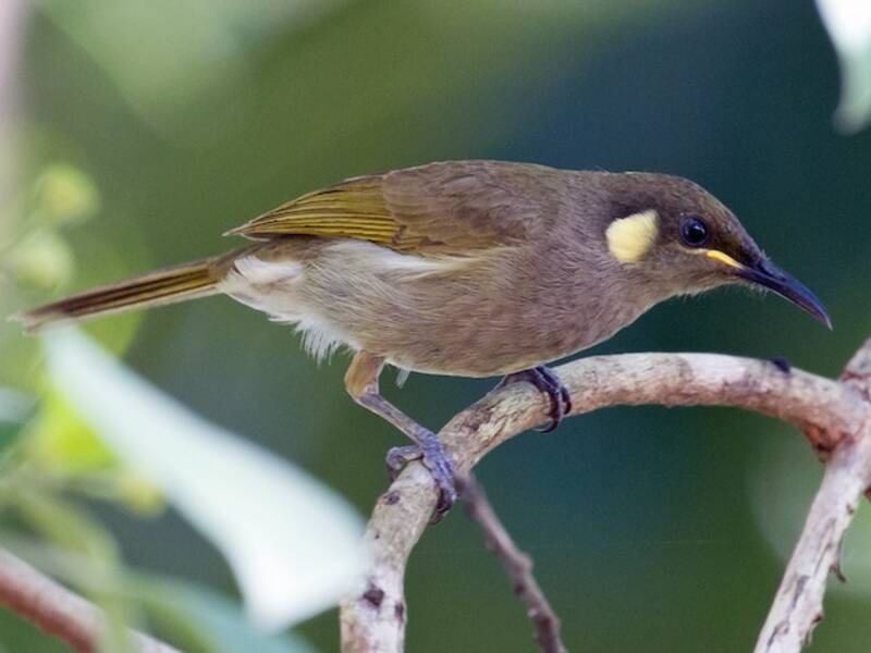 Cryptic Honeyeater